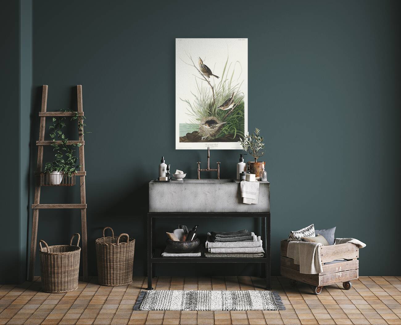 Sharp-tailed Finch Reproduction