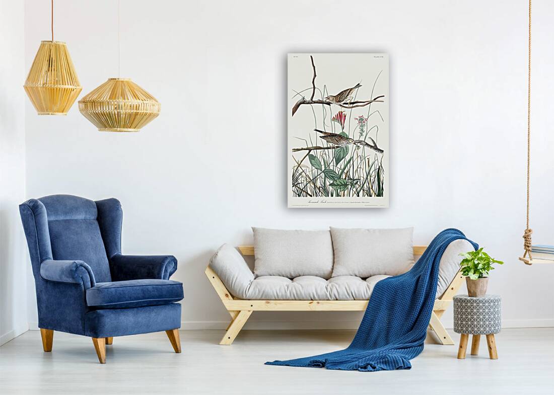 Savannah Finch Reproduction