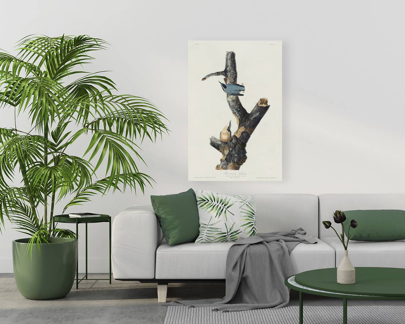 Red-breasted Nuthatch Reproduction