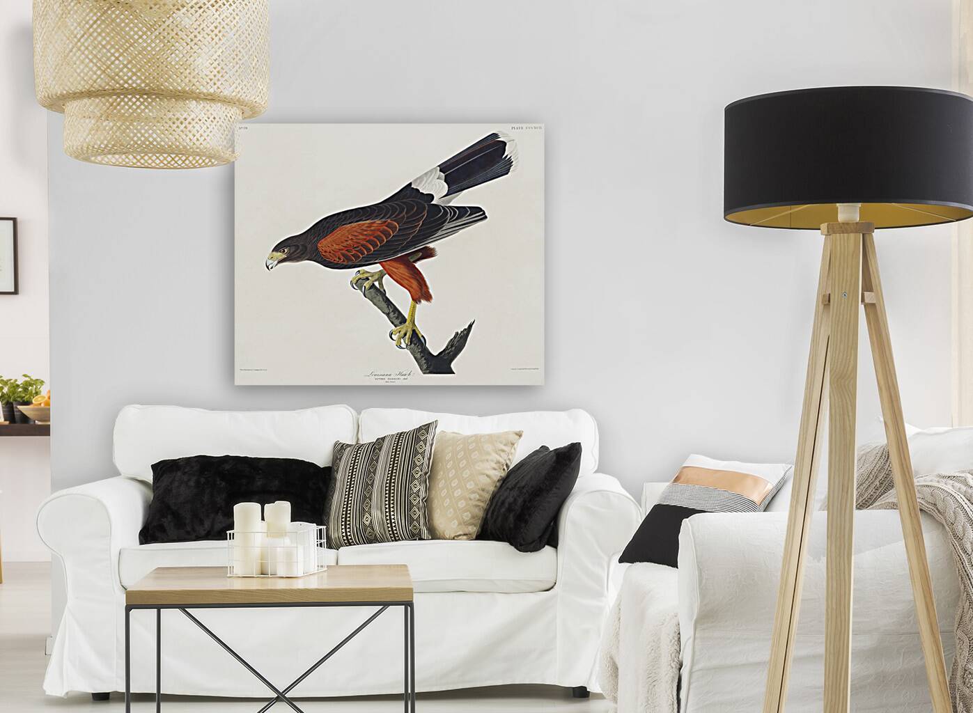 Louisiana Hawk Reproduction