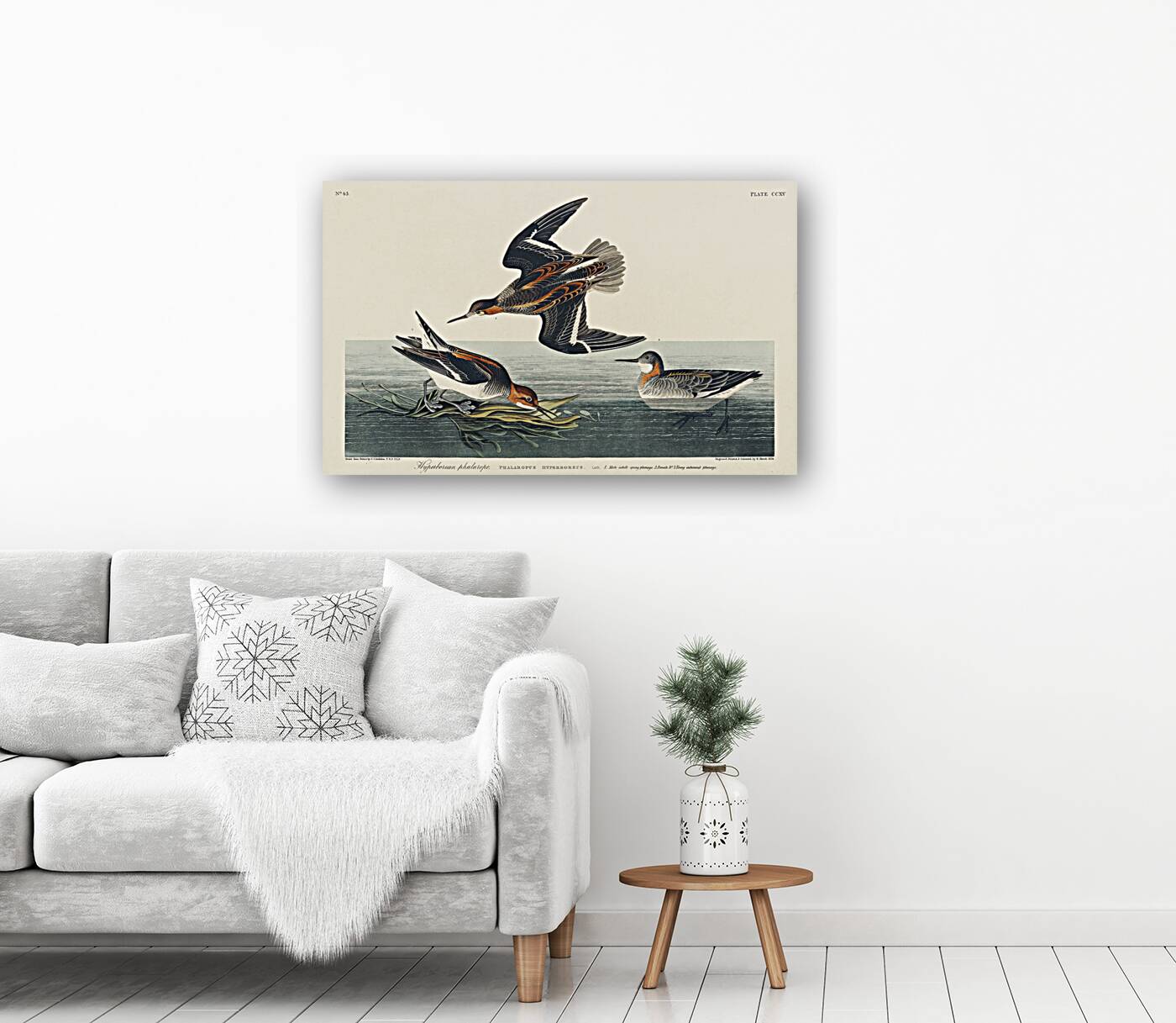 Hyperborean phalarope Reproduction