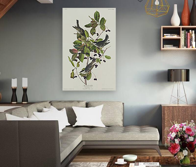 Black-poll Warbler Reproduction