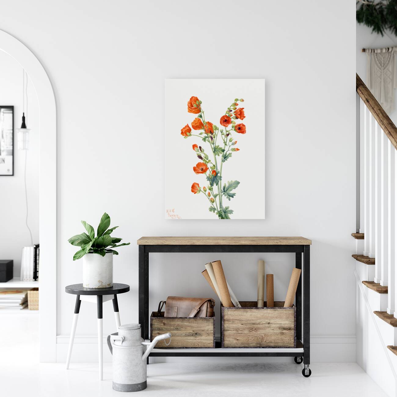 Scarlet Globe Mallow Sphaeralcea grossulariaefolia 1927 Reproduction