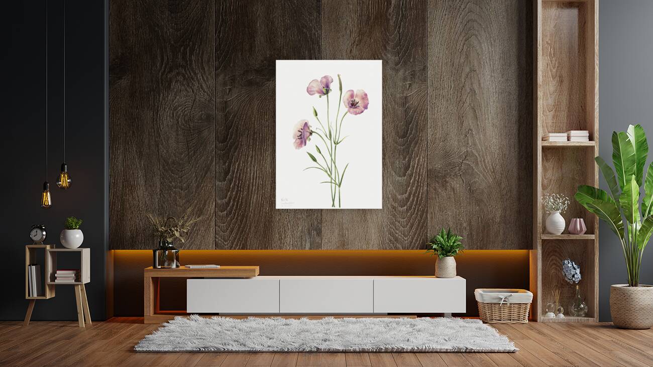 Lilac Mariposa Calochortus splendens 1926 Reproduction