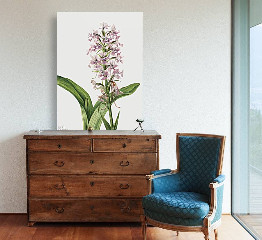 Large Purple Fringe–Orchid Habenaria grandiflora 1926 Reproduction