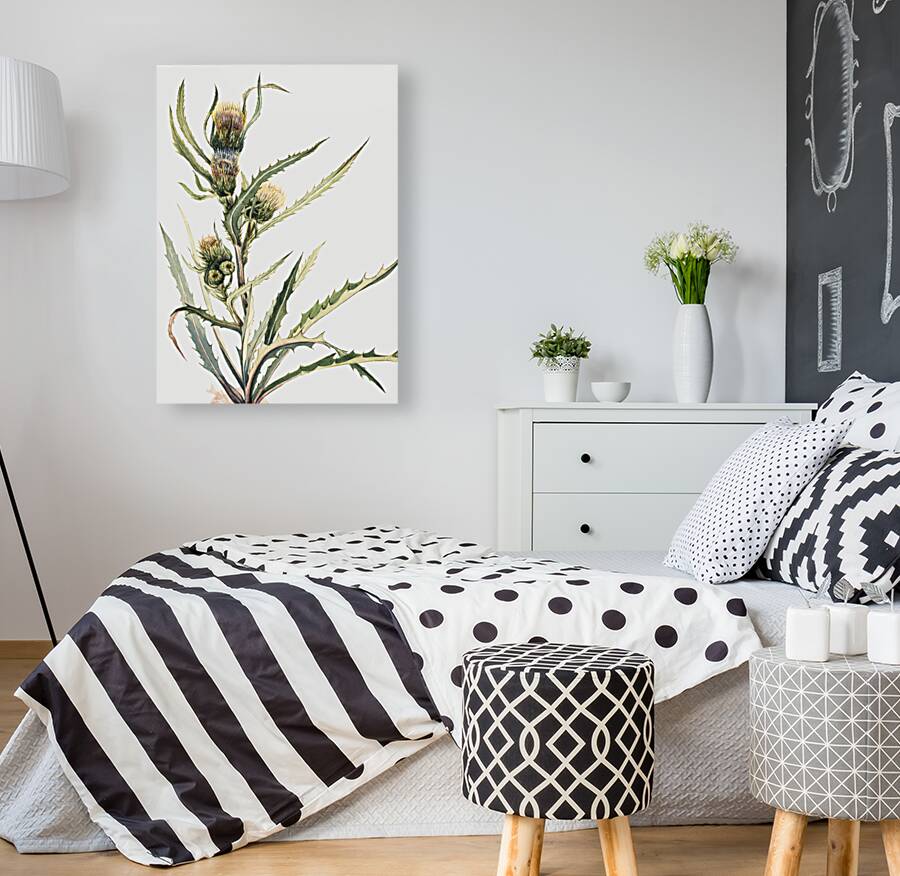 White Thistle Cirsium hookeranum Reproduction