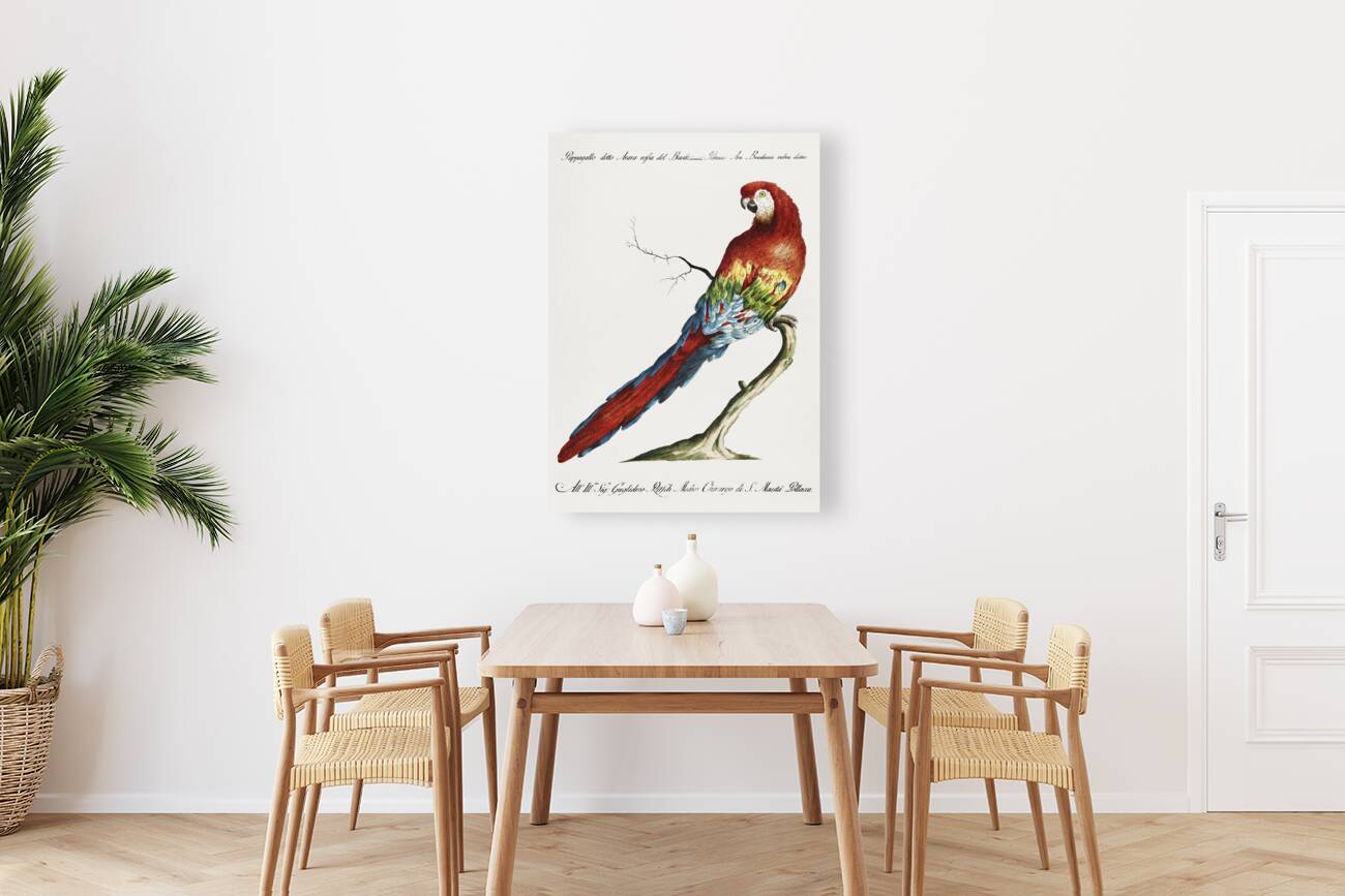 Pappagallo detto arara rossa del Brasile Macaw Reproduction