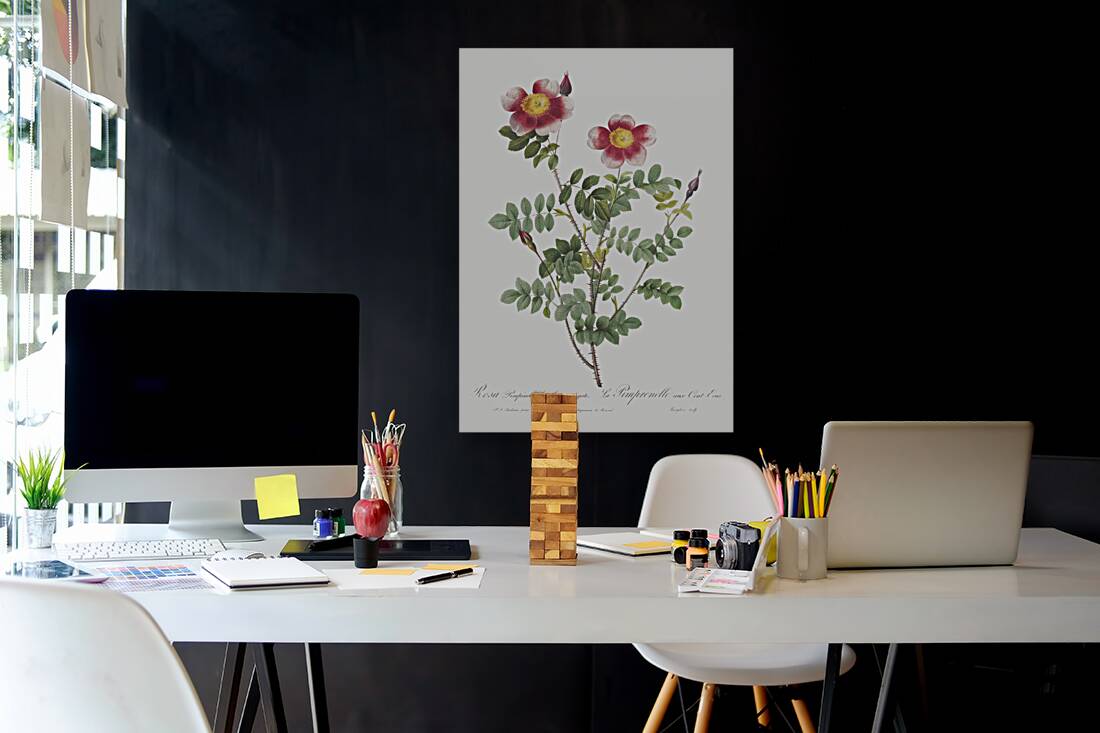 Vintage burnet rose Reproduction