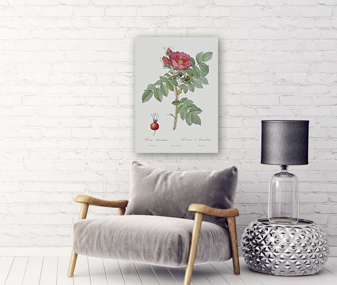 Anemone flowered rose Reproduction