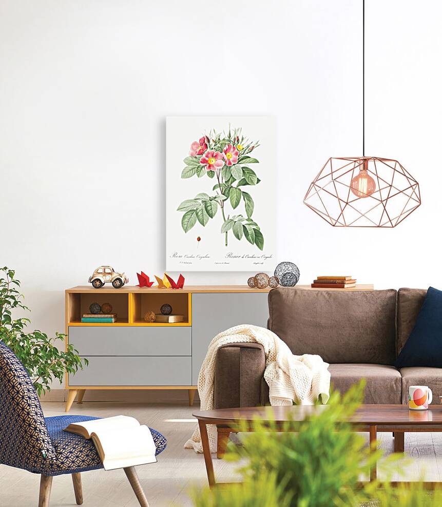 Blooming pink rosebush Reproduction