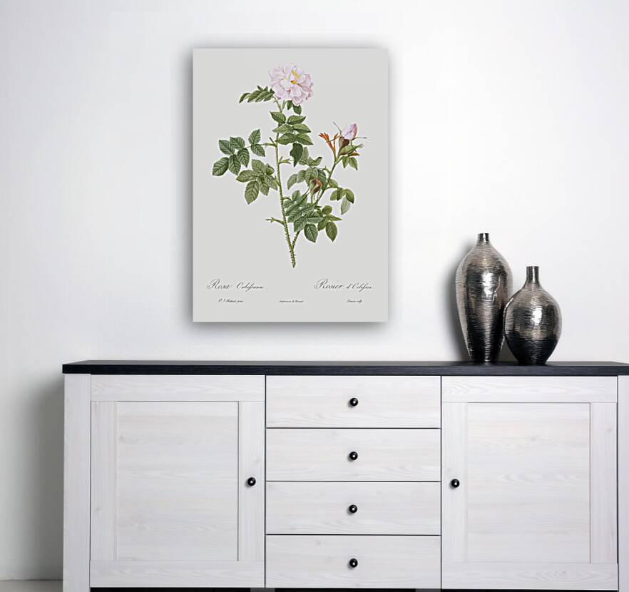 Blooming pink rosebush Reproduction