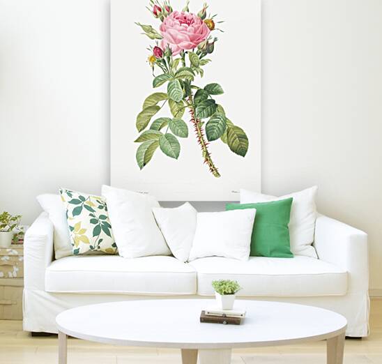 Pink rose in bloom Reproduction