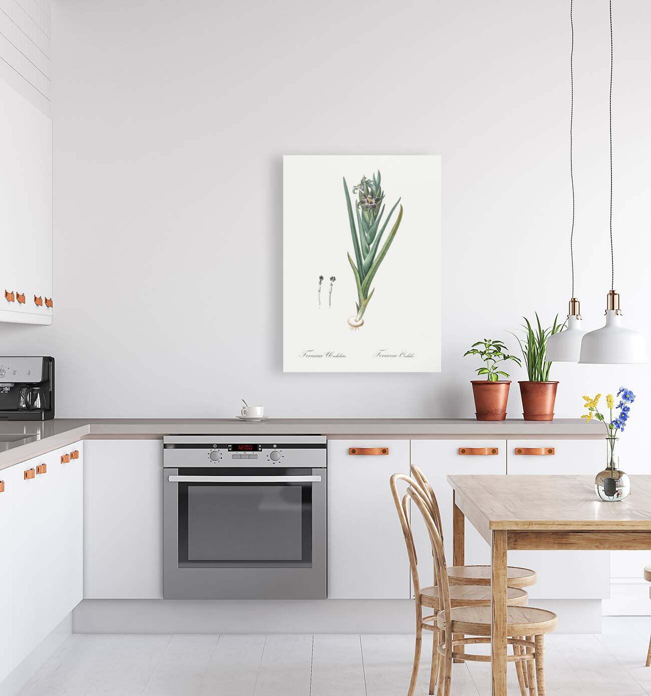 Ferraria illustration  Reproduction