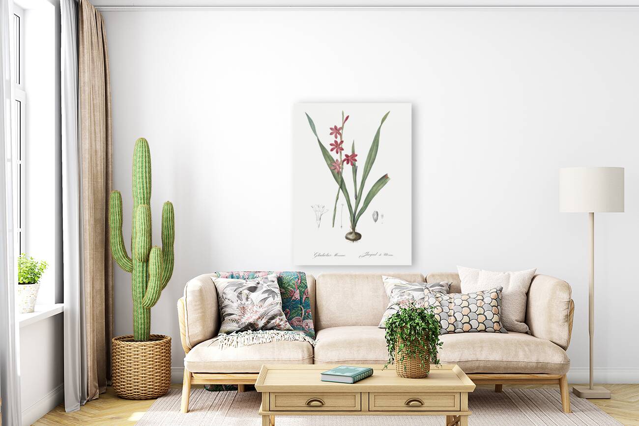 Watsonia illustration  Reproduction