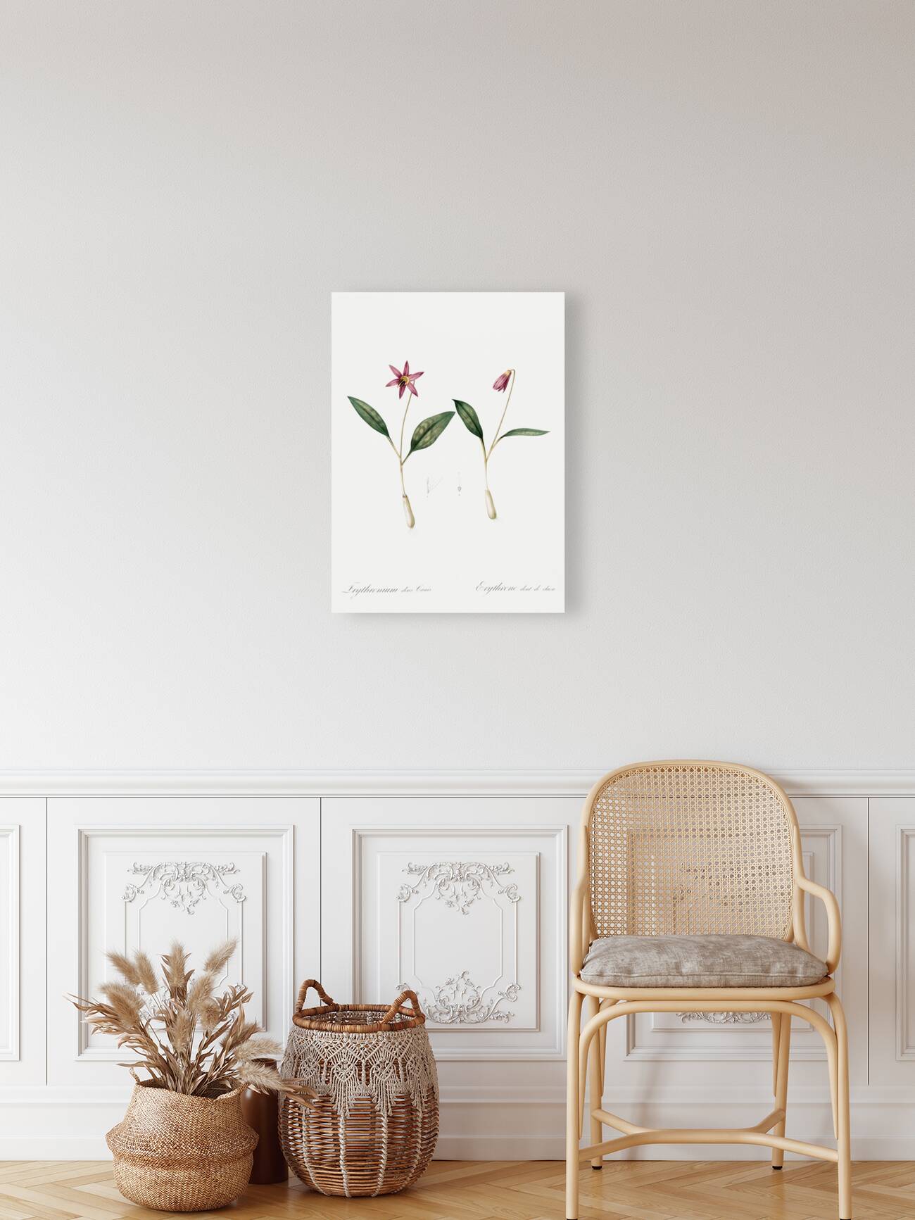 Erythronium Erythronium dens canis illustration  Reproduction