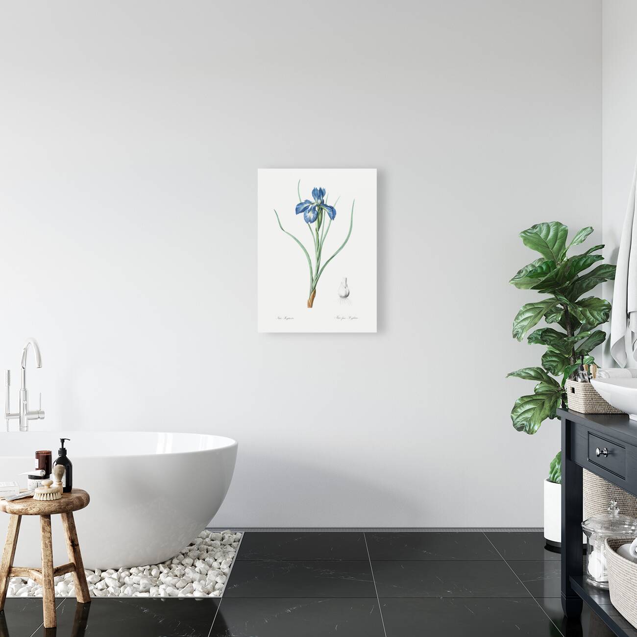 Lris xyphioides llustration  Reproduction