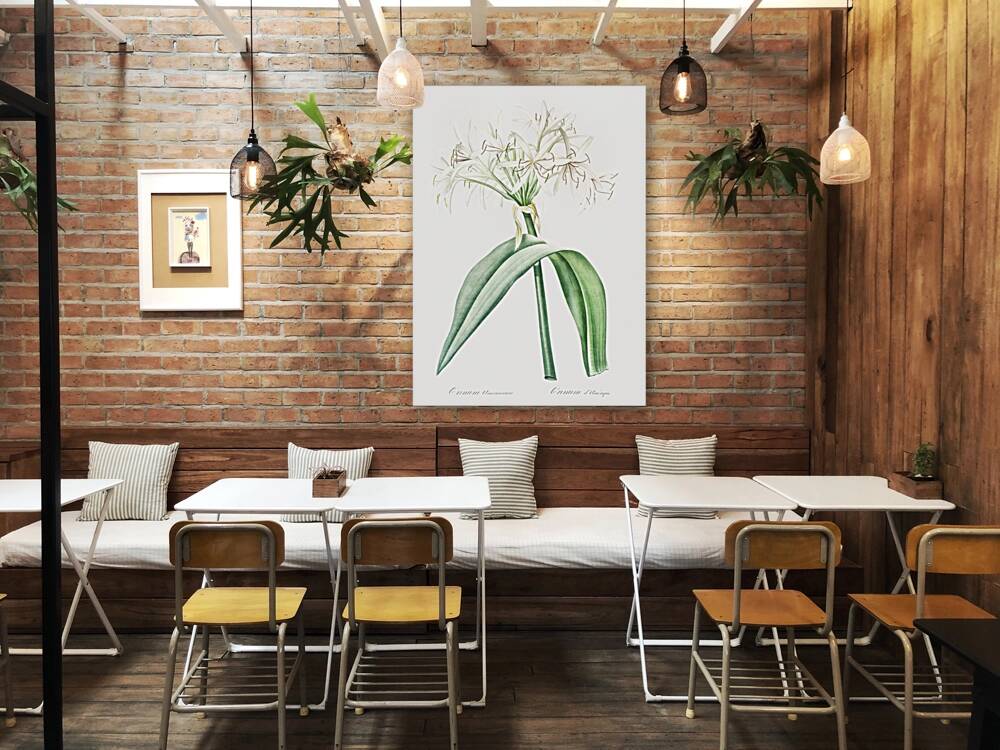 Florida swamp-lily illustration  Reproduction