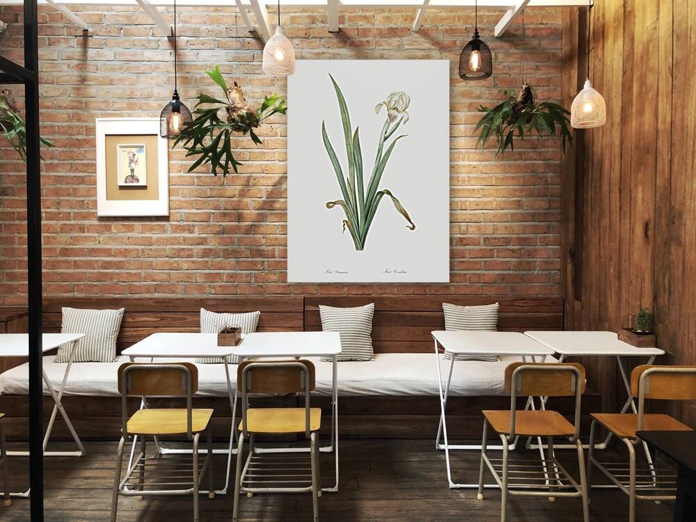 Crimean iris illustration  Reproduction