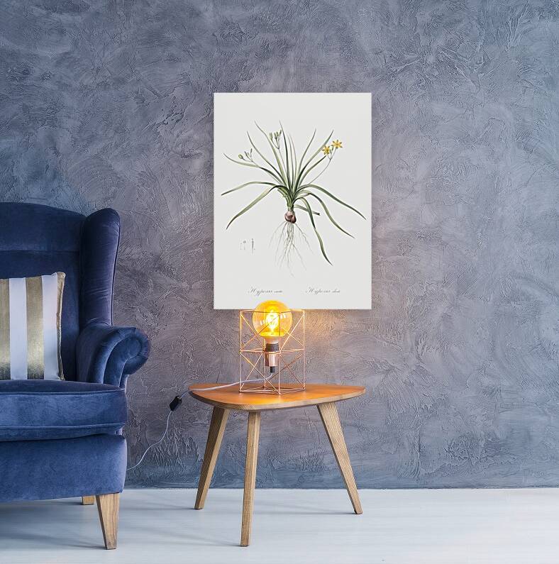 Common goldstar illustration  Reproduction