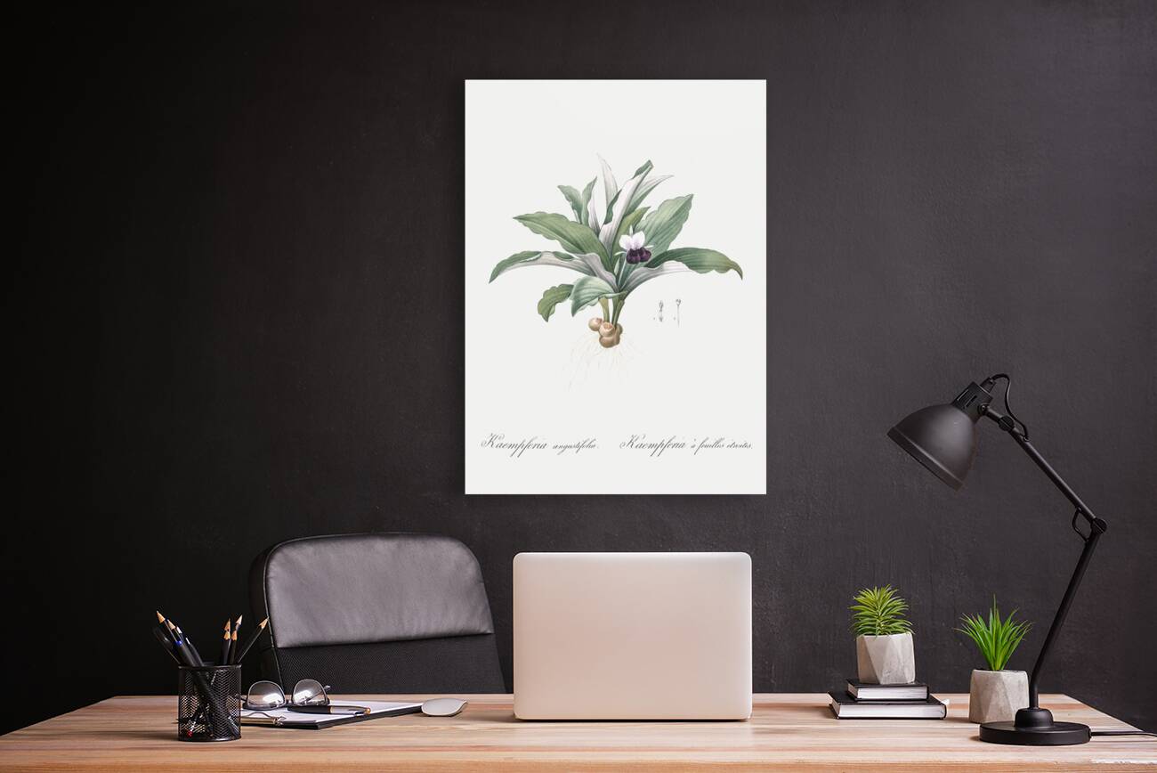 Kaempferia angustifolia illustration  Reproduction