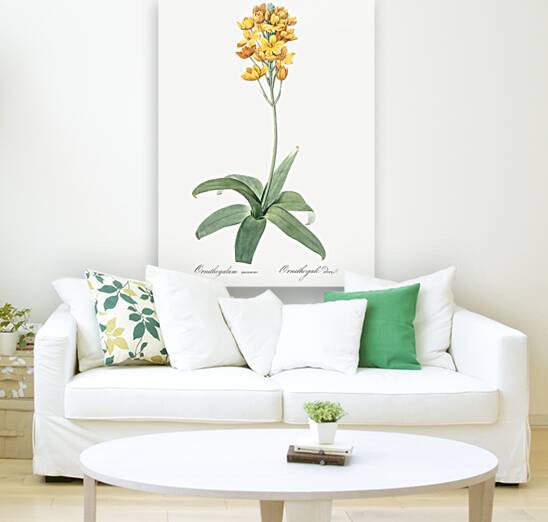 Sun star illustration  Reproduction