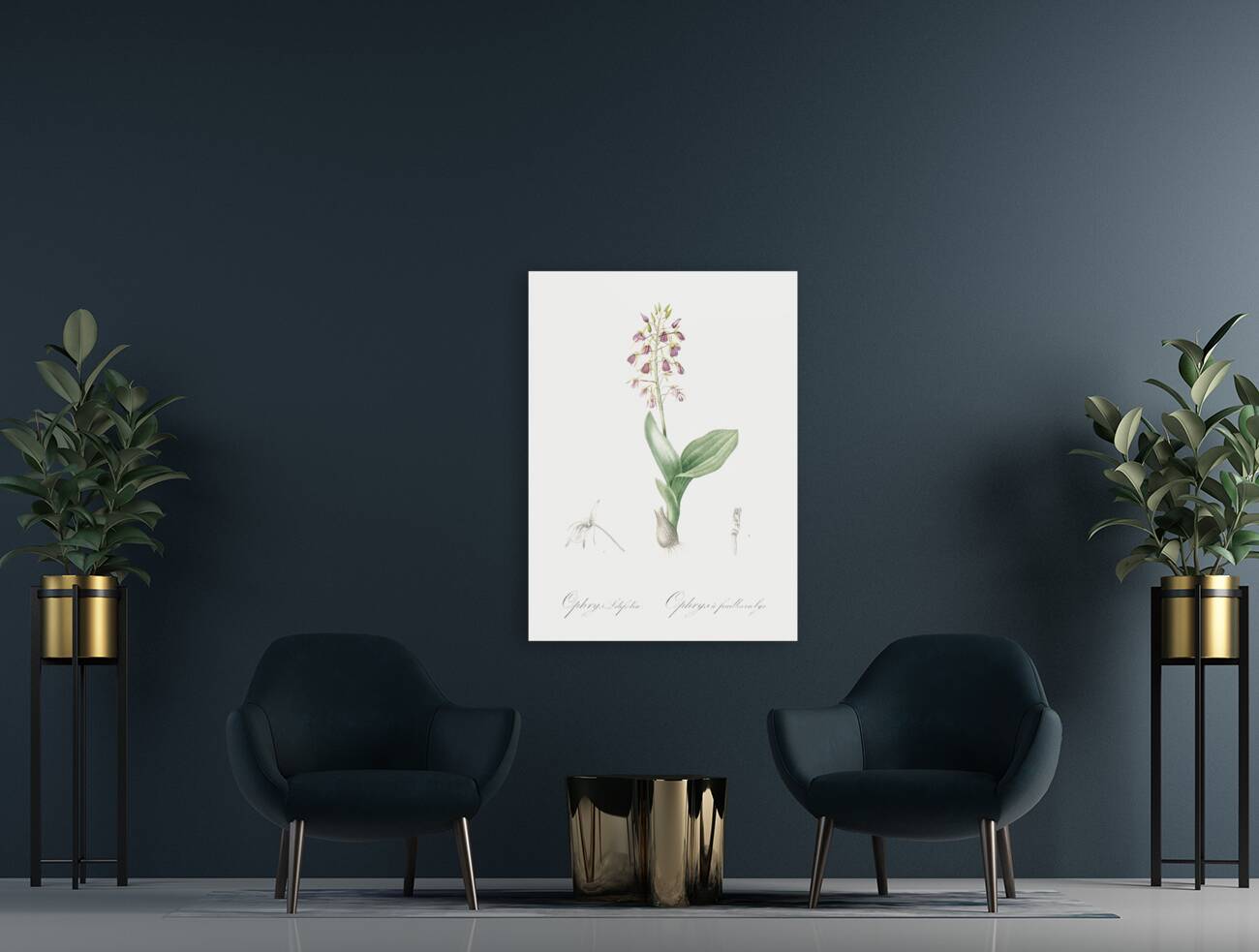 Brown widelip orchid illustration  Reproduction