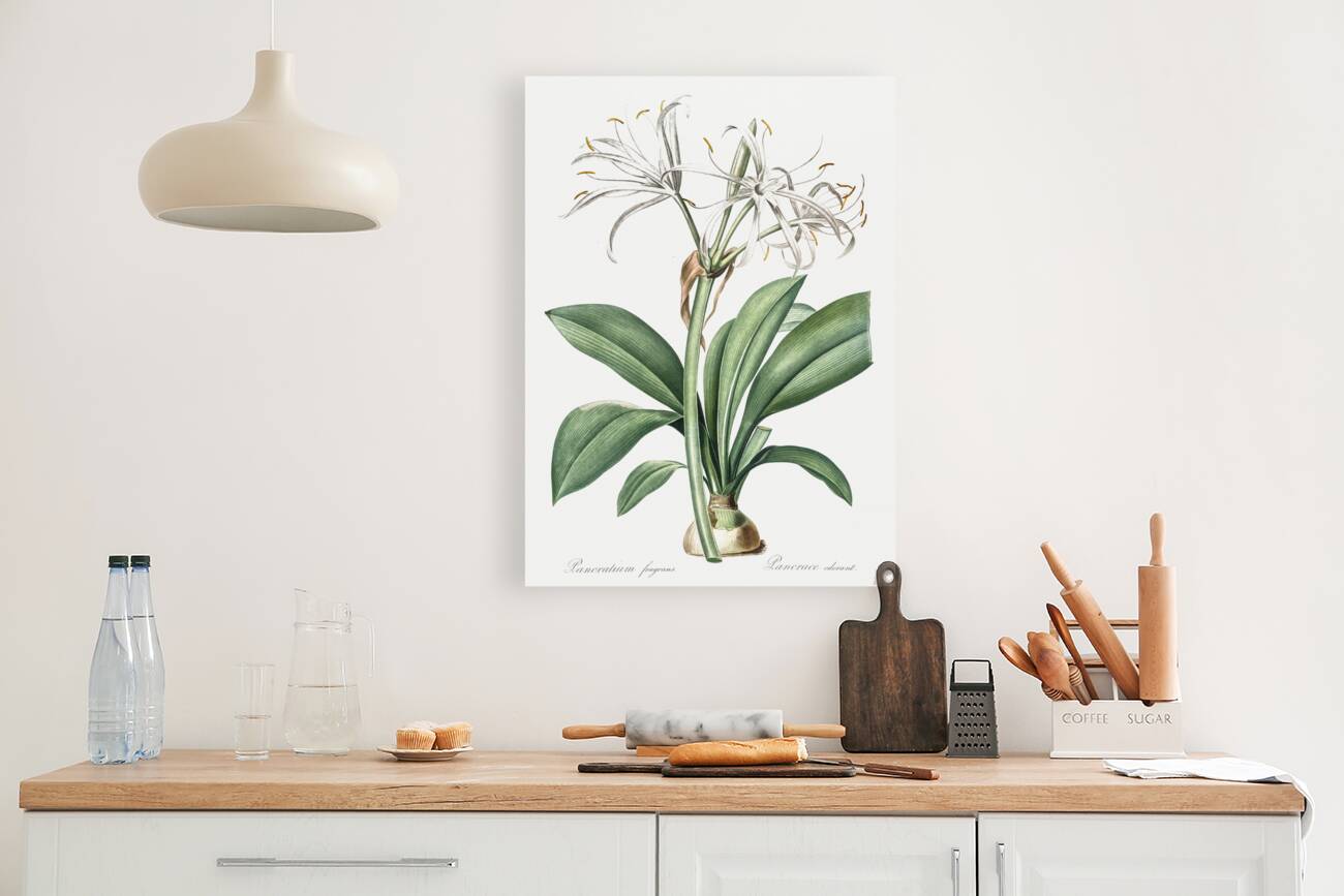 Spider lily illustration  Reproduction