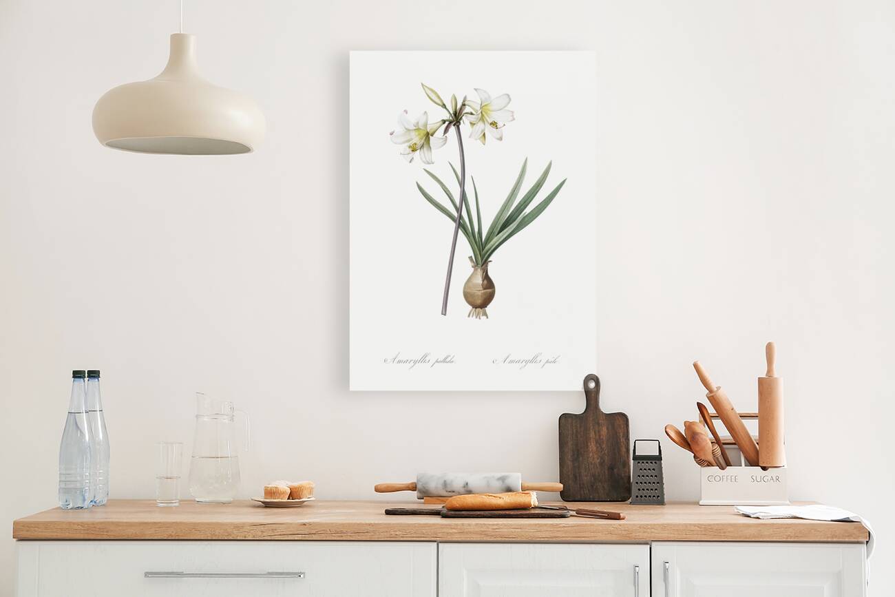 Belladonna lily illustration  Reproduction
