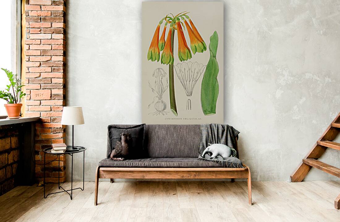 Cyrtanthus Obliquus Reproduction