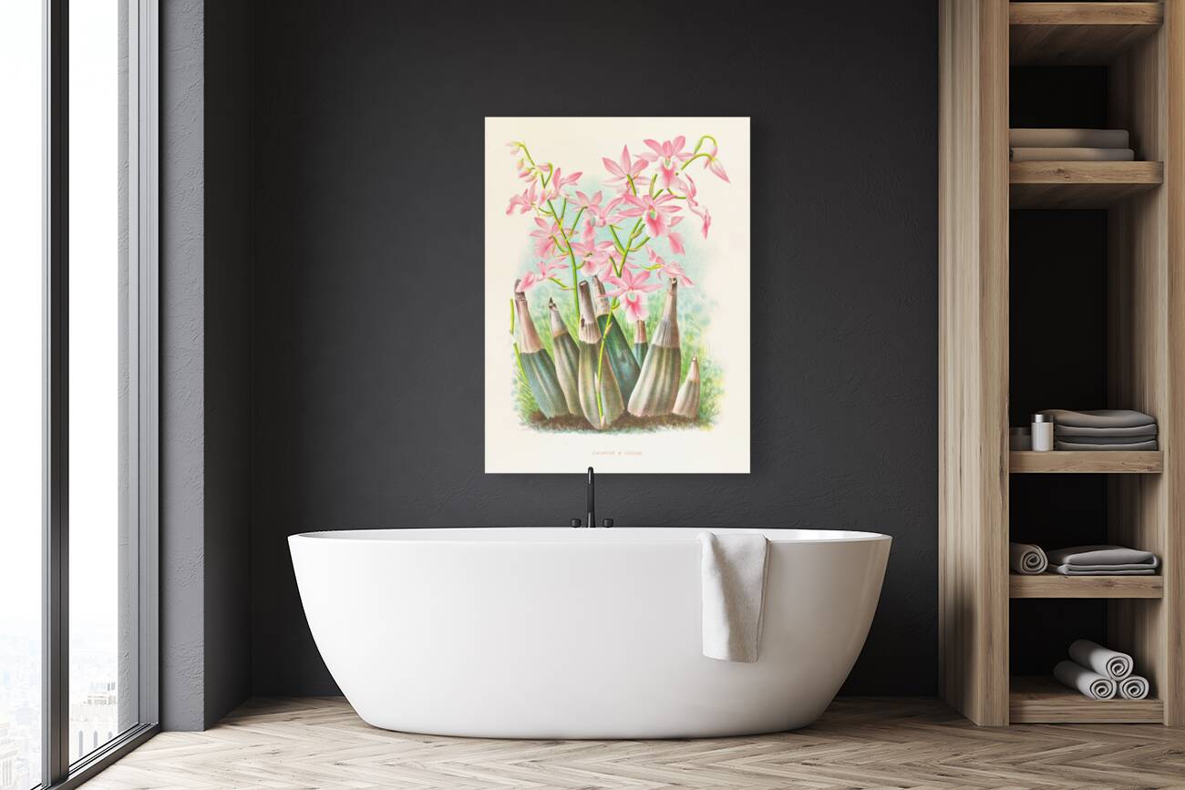 Calanthe veitch Reproduction