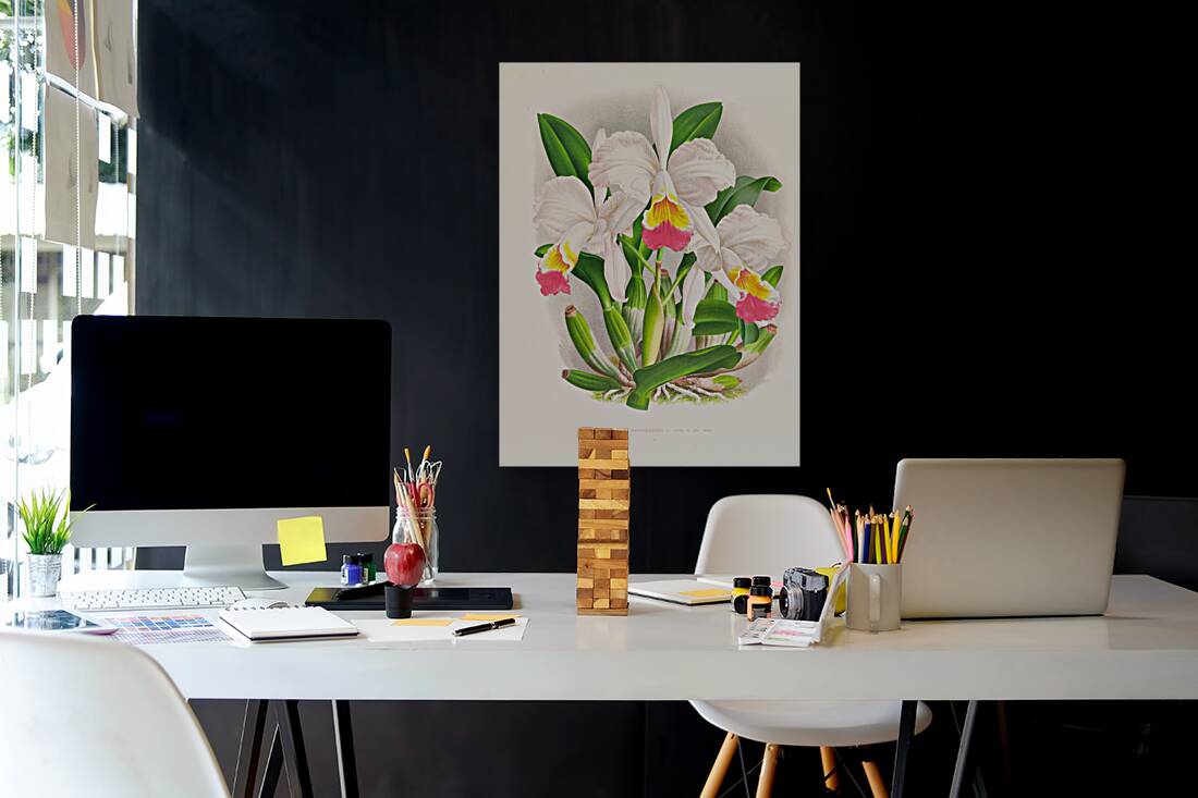 Cattleya kimballiana Reproduction