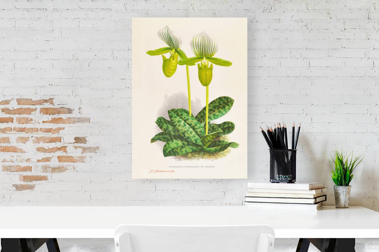 Cypripedium lawrenceanum var hyeanum Reproduction