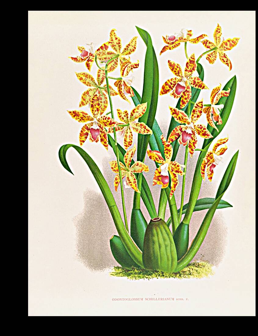 Odontoglossum schillerianum Reproduction