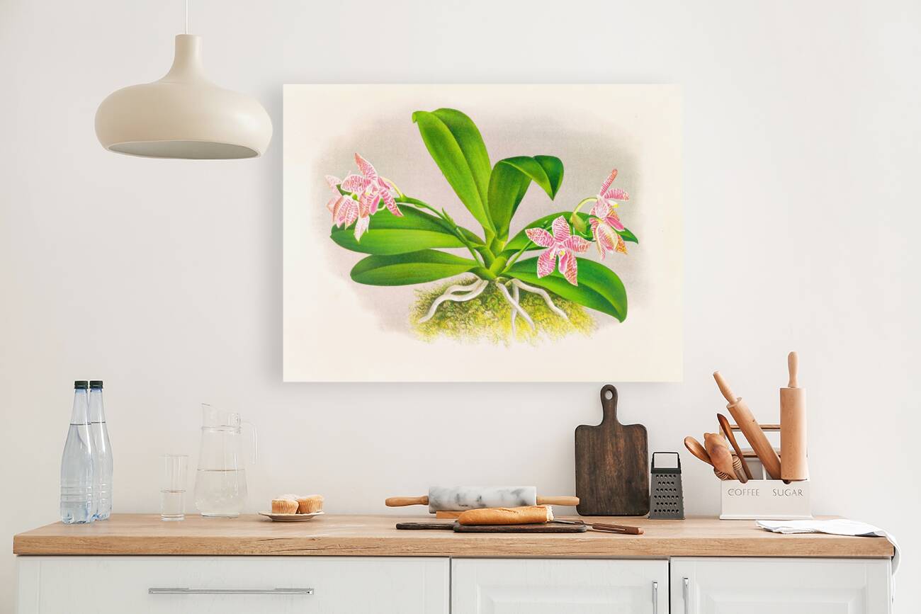 Phalaenopsis luddemanniana Reproduction