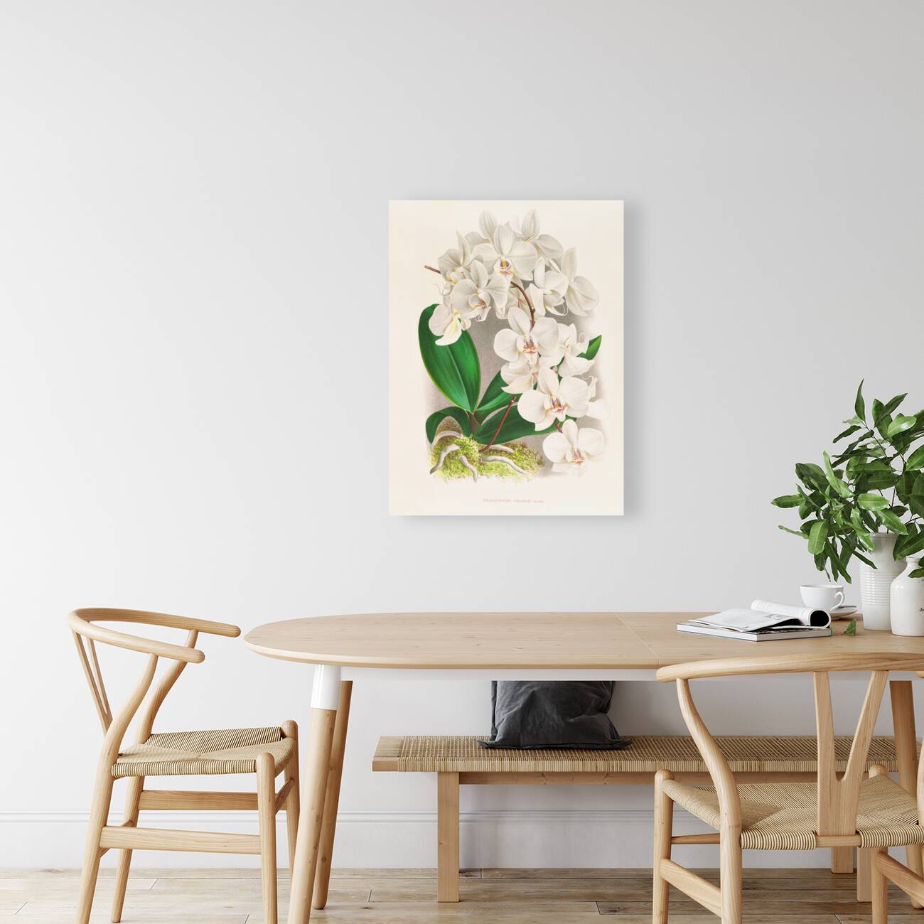 Phalaenopsis amabilis Reproduction