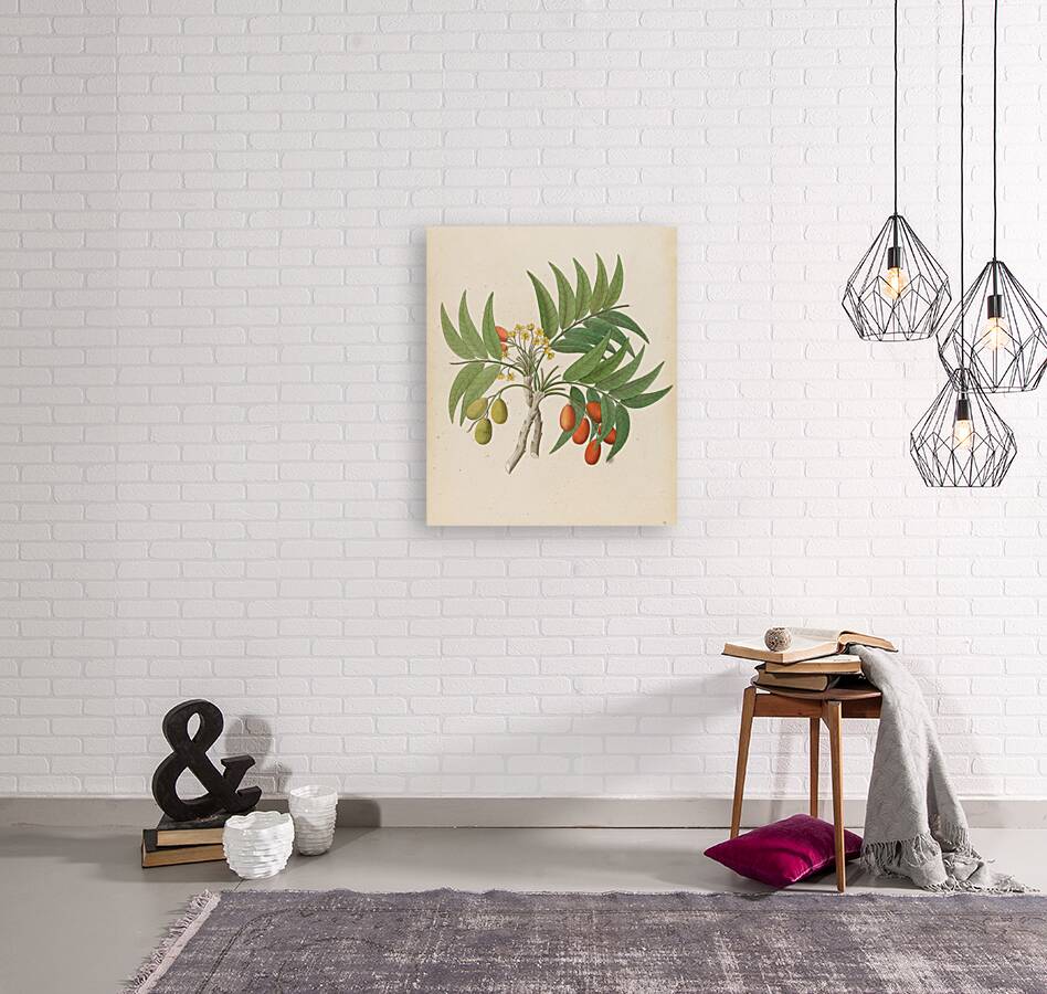 Decandria Mon. [Harpephyllum caffrum] 1817 Reproduction