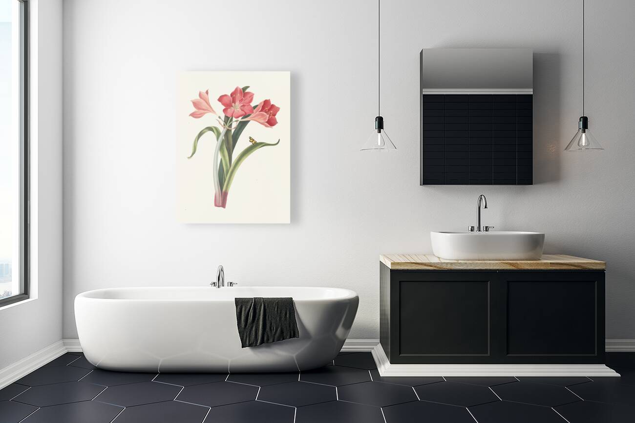 Amaryllis Purpurea Major 1834 Reproduction