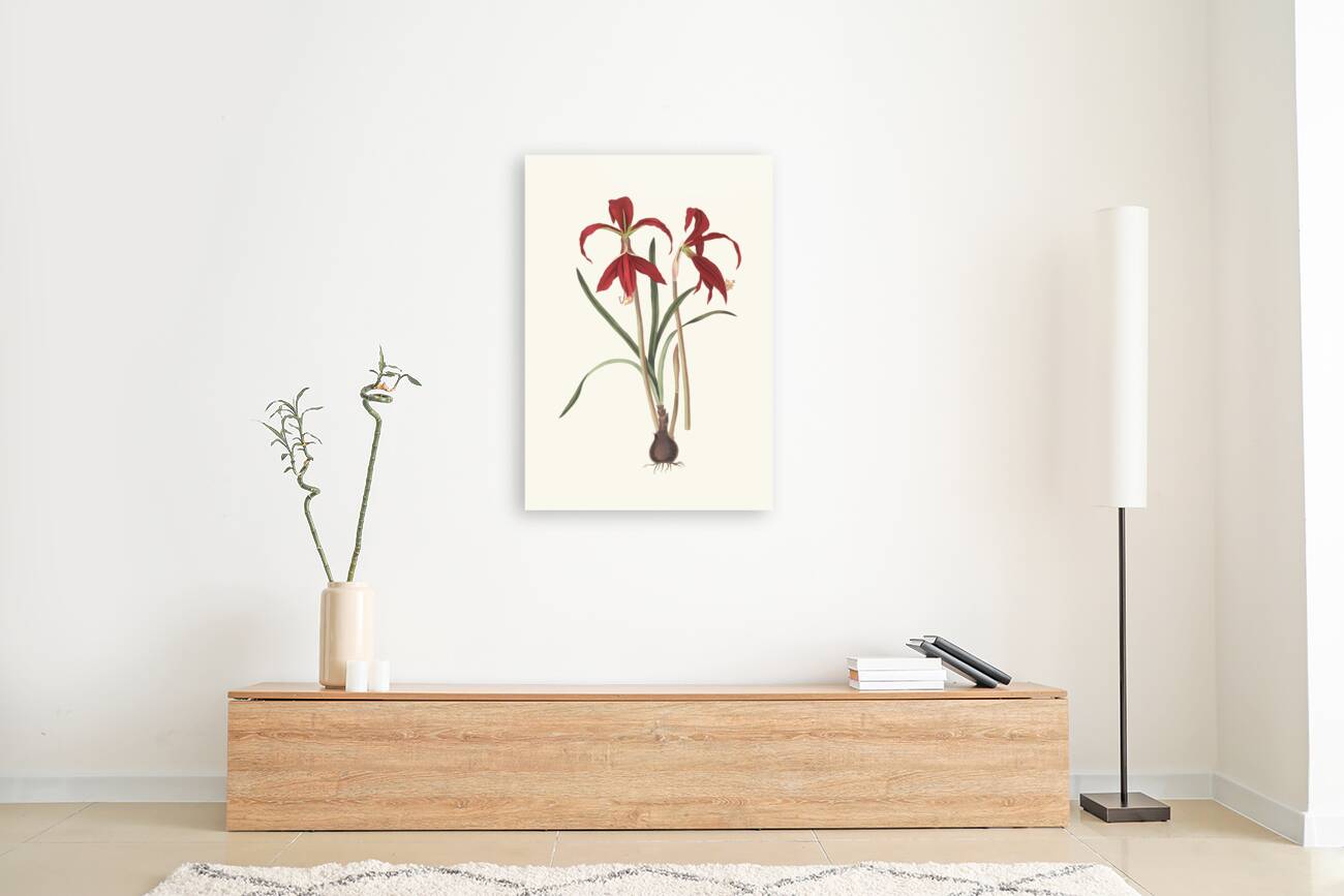 Amaryllis Formosissima. 1834 Reproduction