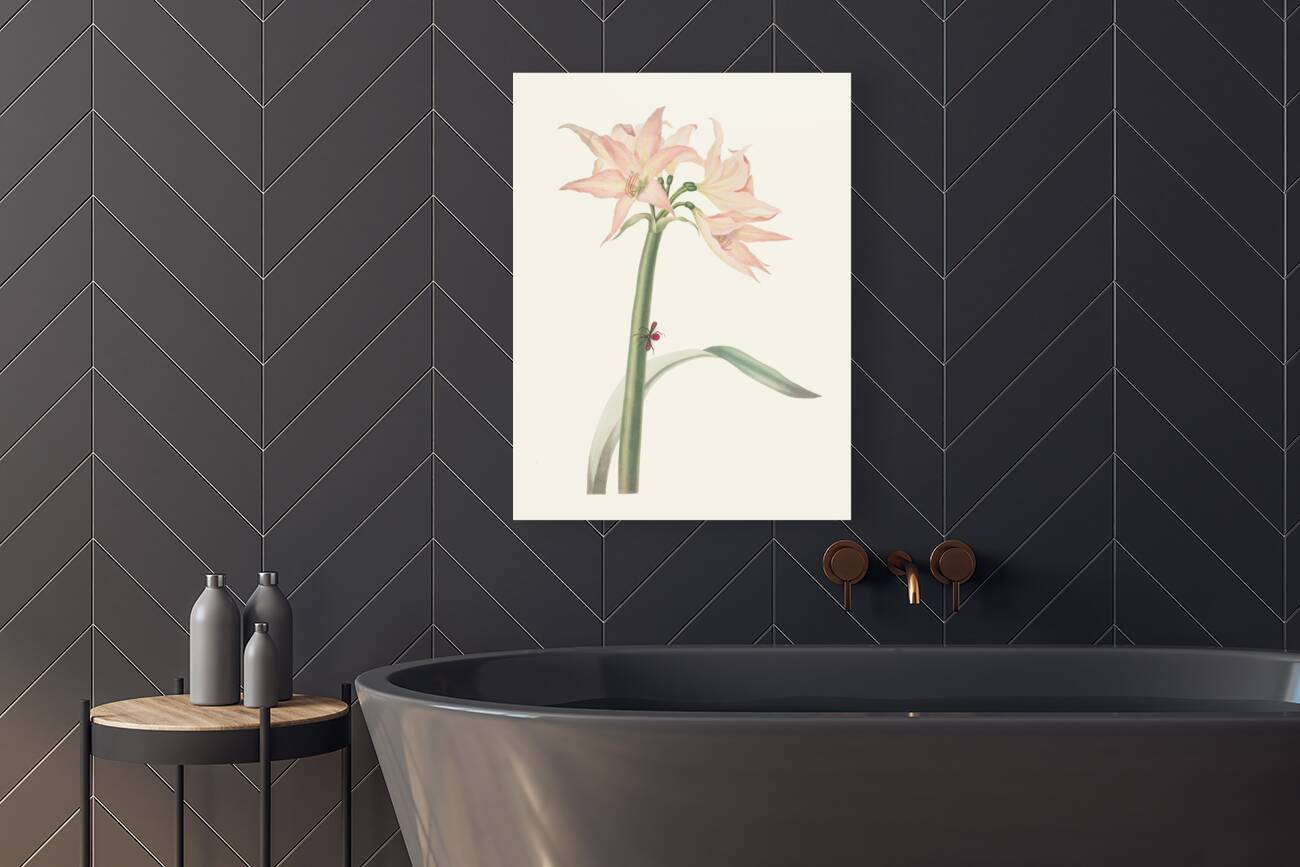 Amaryllis Pulverulenta 1834 Reproduction