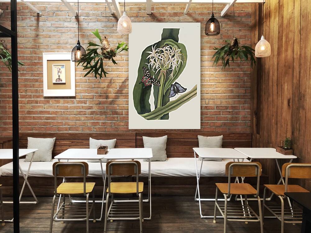 Crinum Pedunculatum. [River Lily] 1834 Reproduction