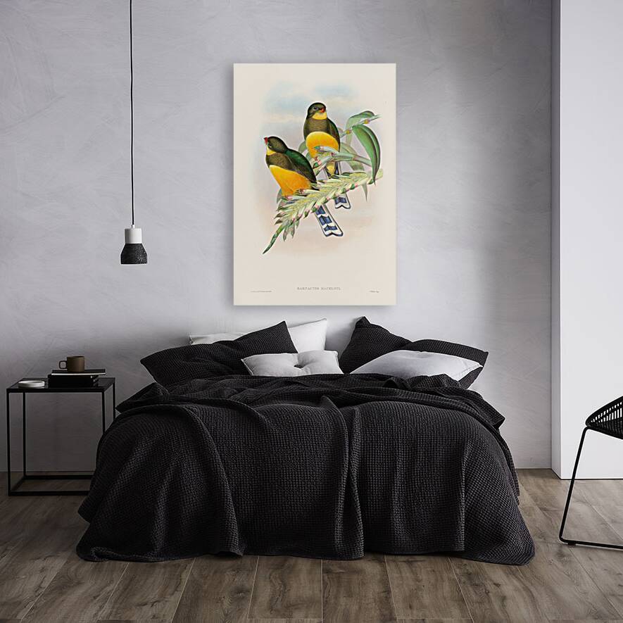 John Gould trogons 025 Reproduction