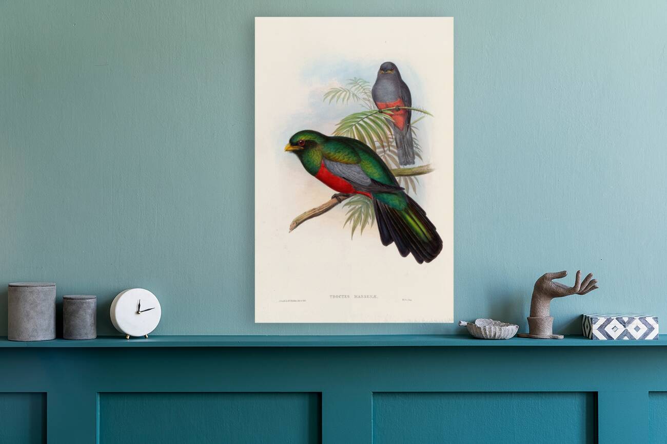 John Gould trogons 020 Reproduction