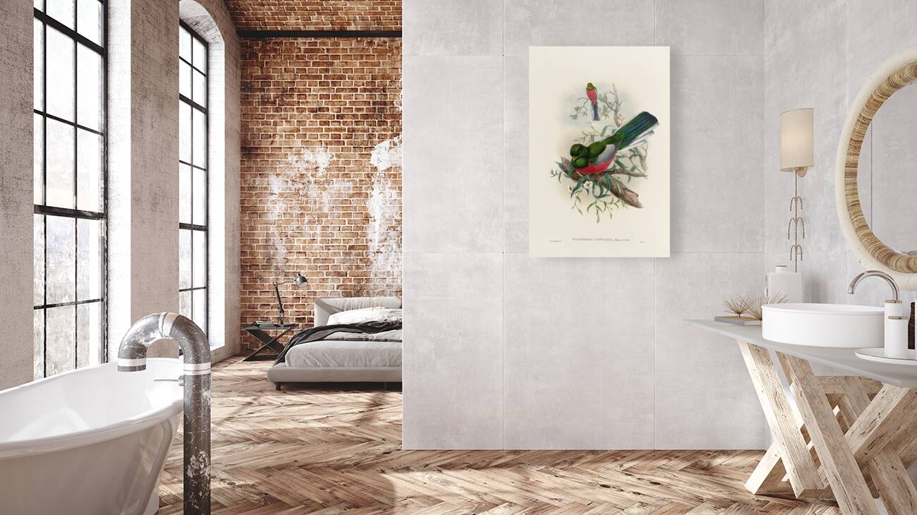 John Gould trogons 037 Reproduction