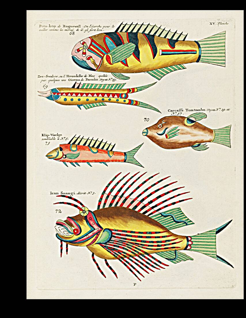 Colourful and surreal illustrations of fishes found in Moluccas Indonesia and the East Indies by Louis Renard 1678 -1746 from Histoire naturelle des plus rares curiositez de la mer des Indes 1754. Reproduction