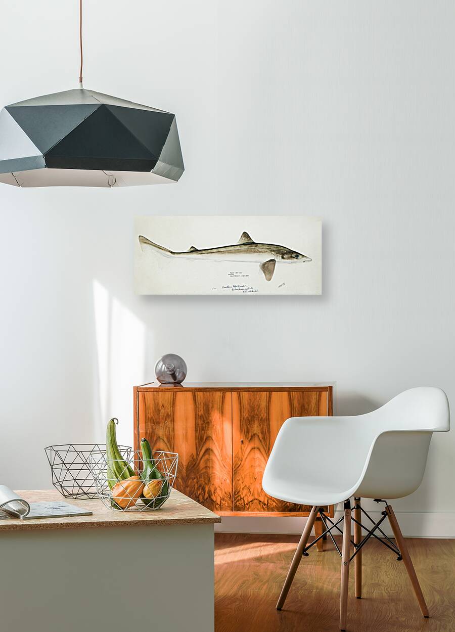 Antique fish Requiem Shark South Pacific Fishes by Frank Edward Clarke 1849-1899.  Reproduction