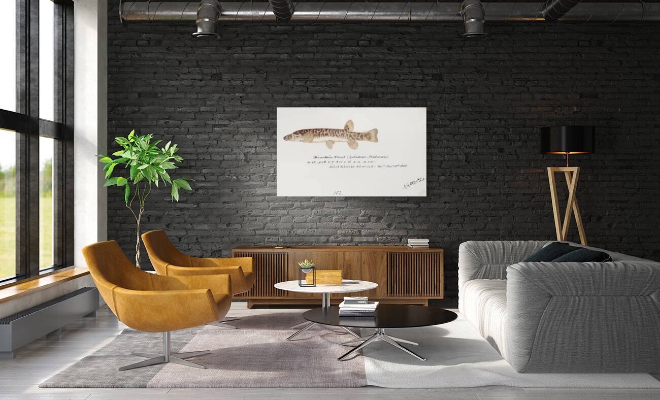 Antique fish galaxias olidus mountain trout South Pacific Fishes by Frank Edward Clarke 1849-1899.  Reproduction