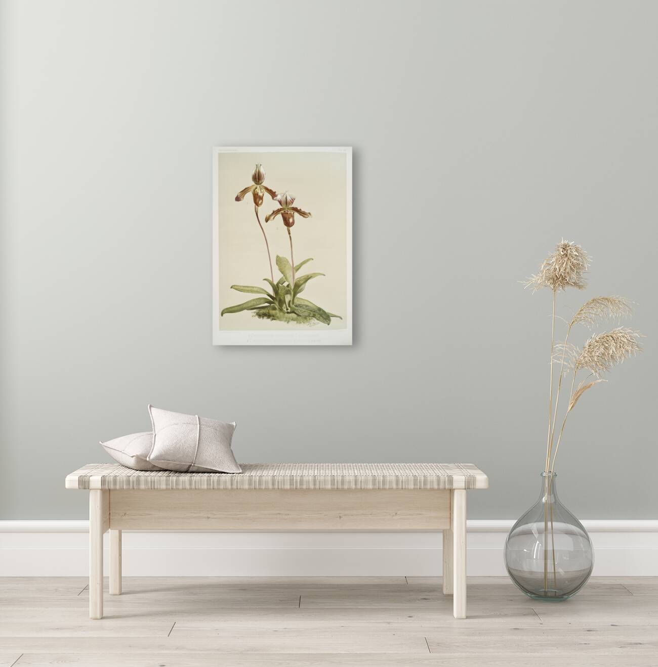 Cypripedium hybridum laucheanum cypripedium hybridum eyermanianum from Reichenbachia Orchids 1888-1894 illustrated by Frederick Sander 1847-1920.  Reproduction