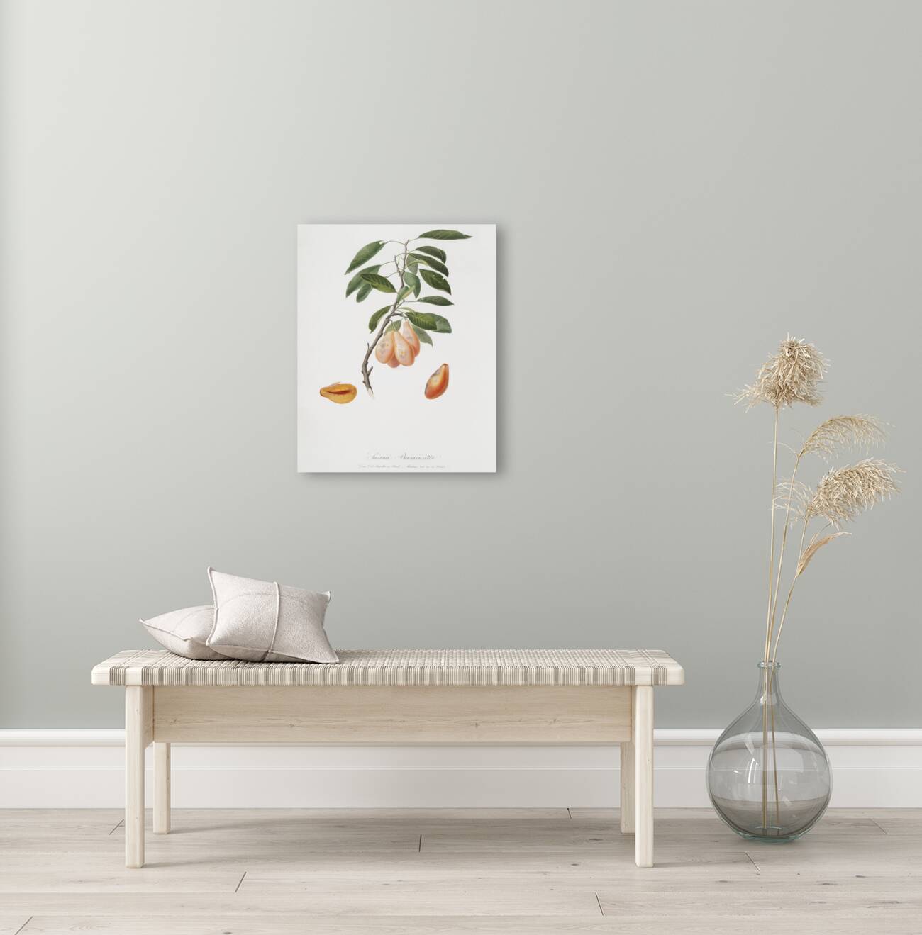 Plum Prunus ligustica from Pomona Italiana 1817 - 1839 by Giorgio Gallesio 1772-1839.  Reproduction