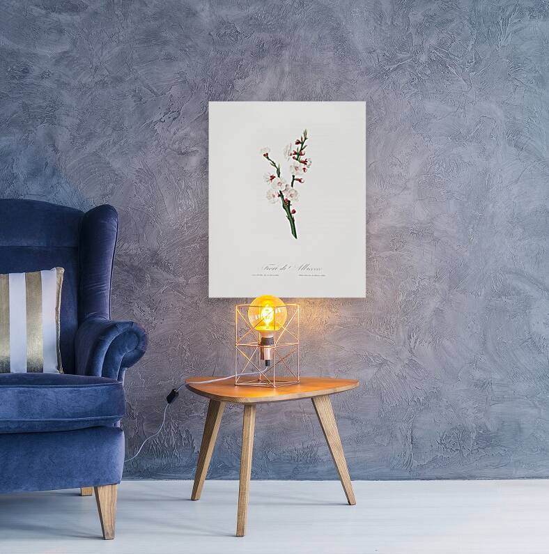 Apricot flower Prunus armeniaca from Pomona Italiana 1817 - 1839 by Giorgio Gallesio 1772-1839.  Reproduction