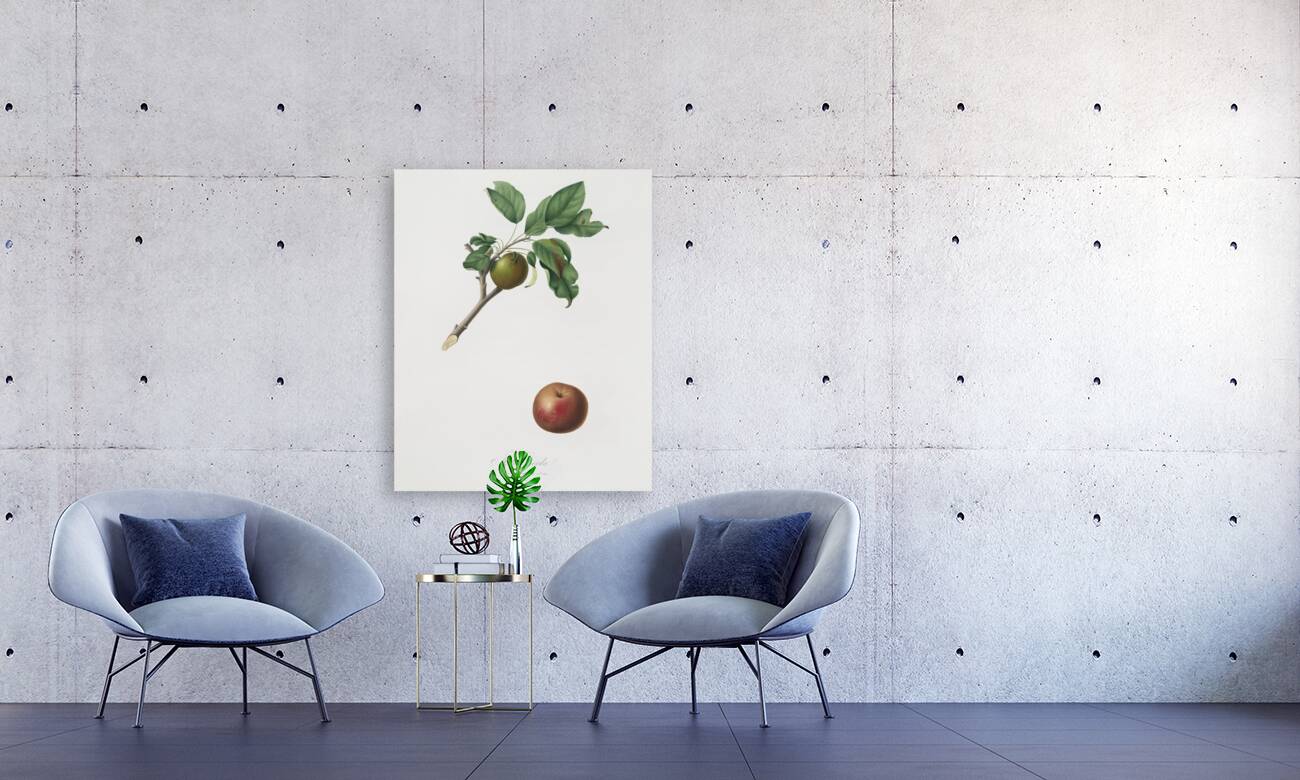 Apple Malus ruginea from Pomona Italiana 1817 - 1839 by Giorgio Gallesio 1772-1839.  Reproduction